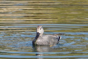 2023年1月21日(土) 江津湖の野鳥観察記録