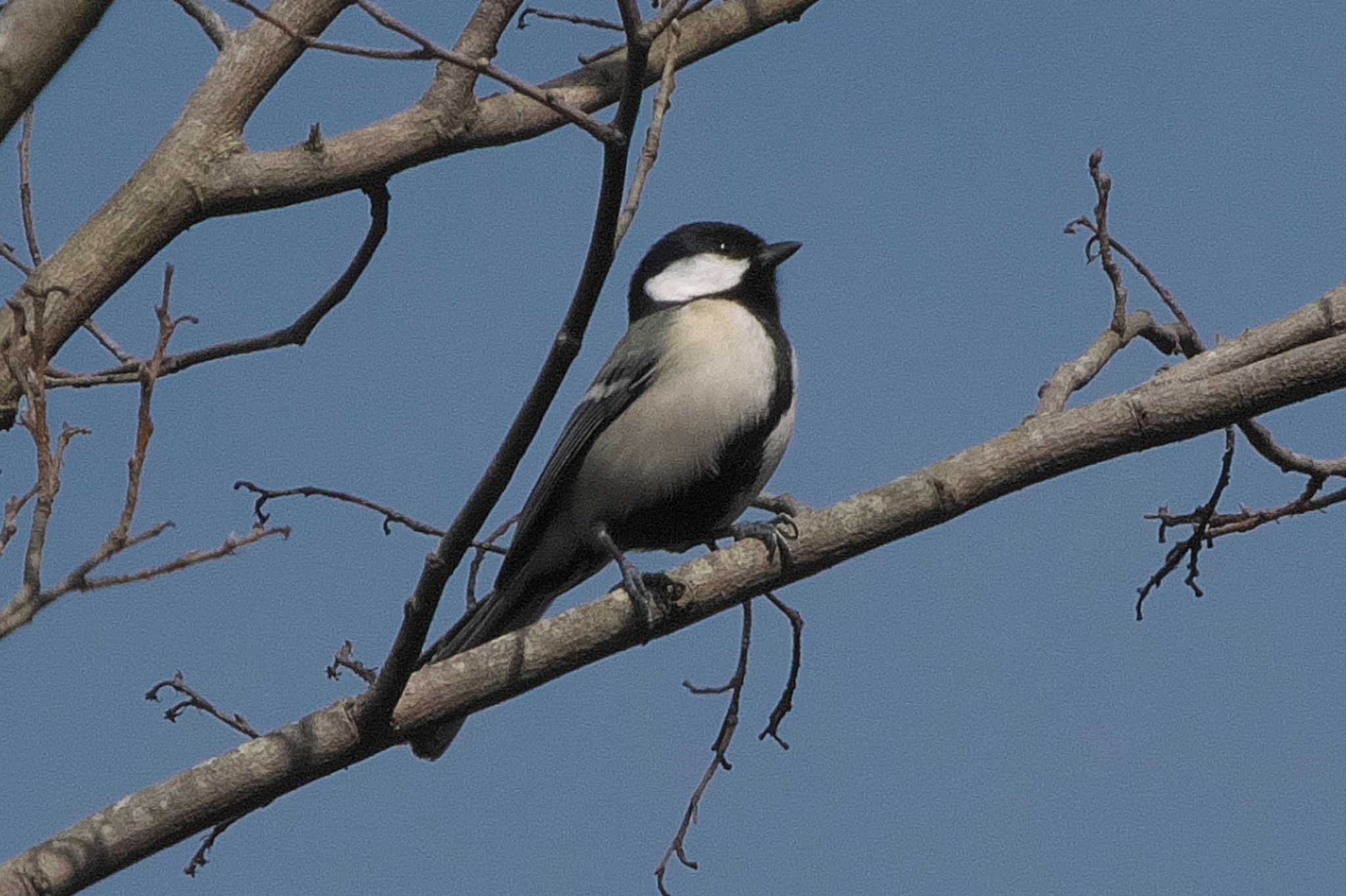 Japanese Tit