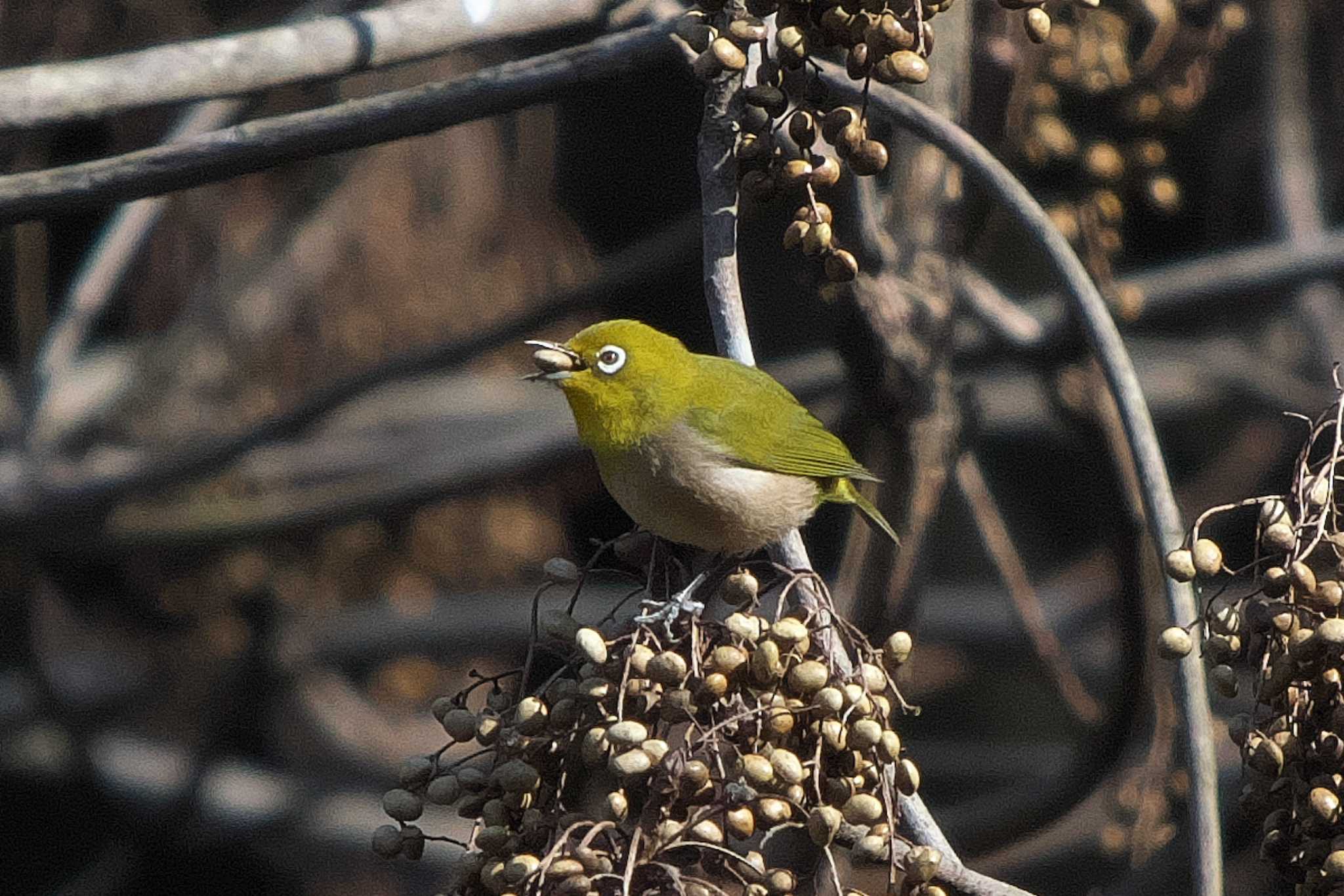 Warbling White-eye