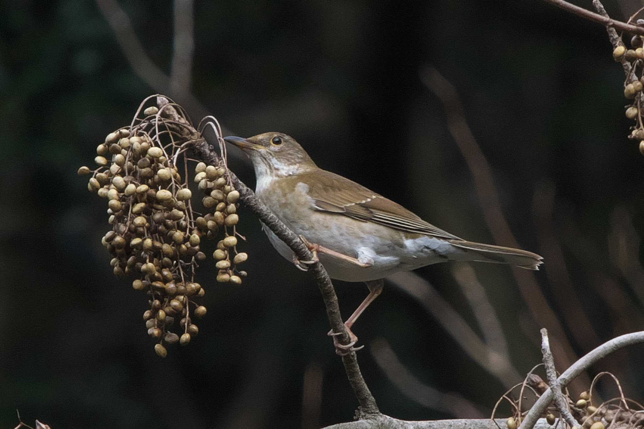 Pale Thrush