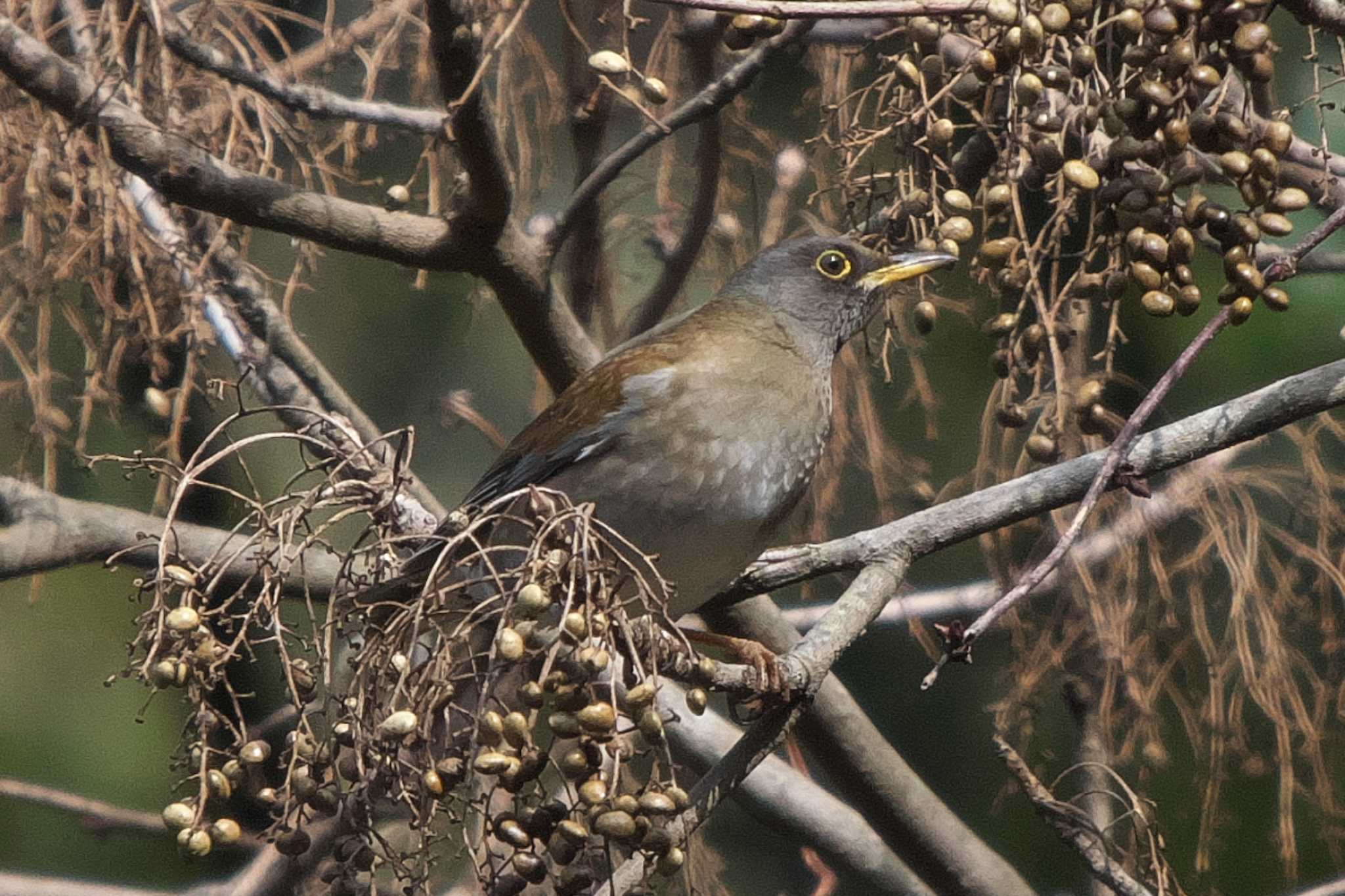 Pale Thrush