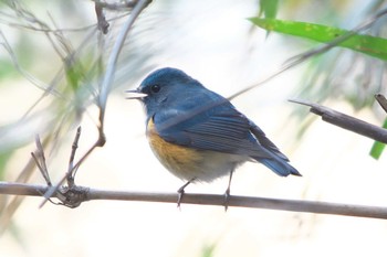 2023年1月22日(日) 池子の森自然公園の野鳥観察記録