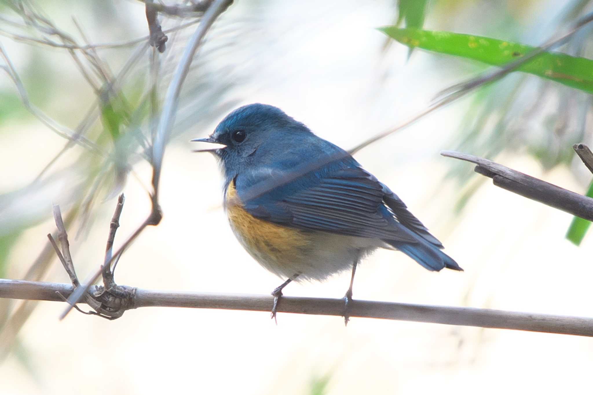 Red-flanked Bluetail