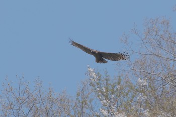 Mountain Hawk-Eagle Unknown Spots Wed, 4/4/2018