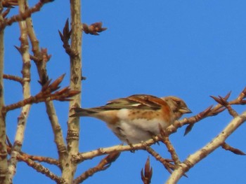 2023年1月22日(日) 真駒内公園の野鳥観察記録