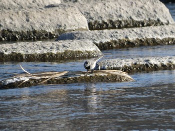 2023年1月8日(日) 浅川の野鳥観察記録