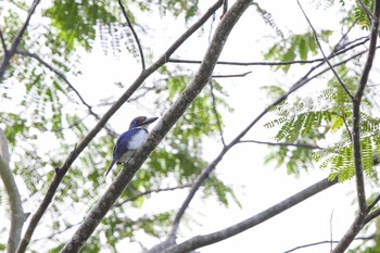 Winchell's Kingfisher PICOP(PHILIPPINE) Tue, 3/20/2018