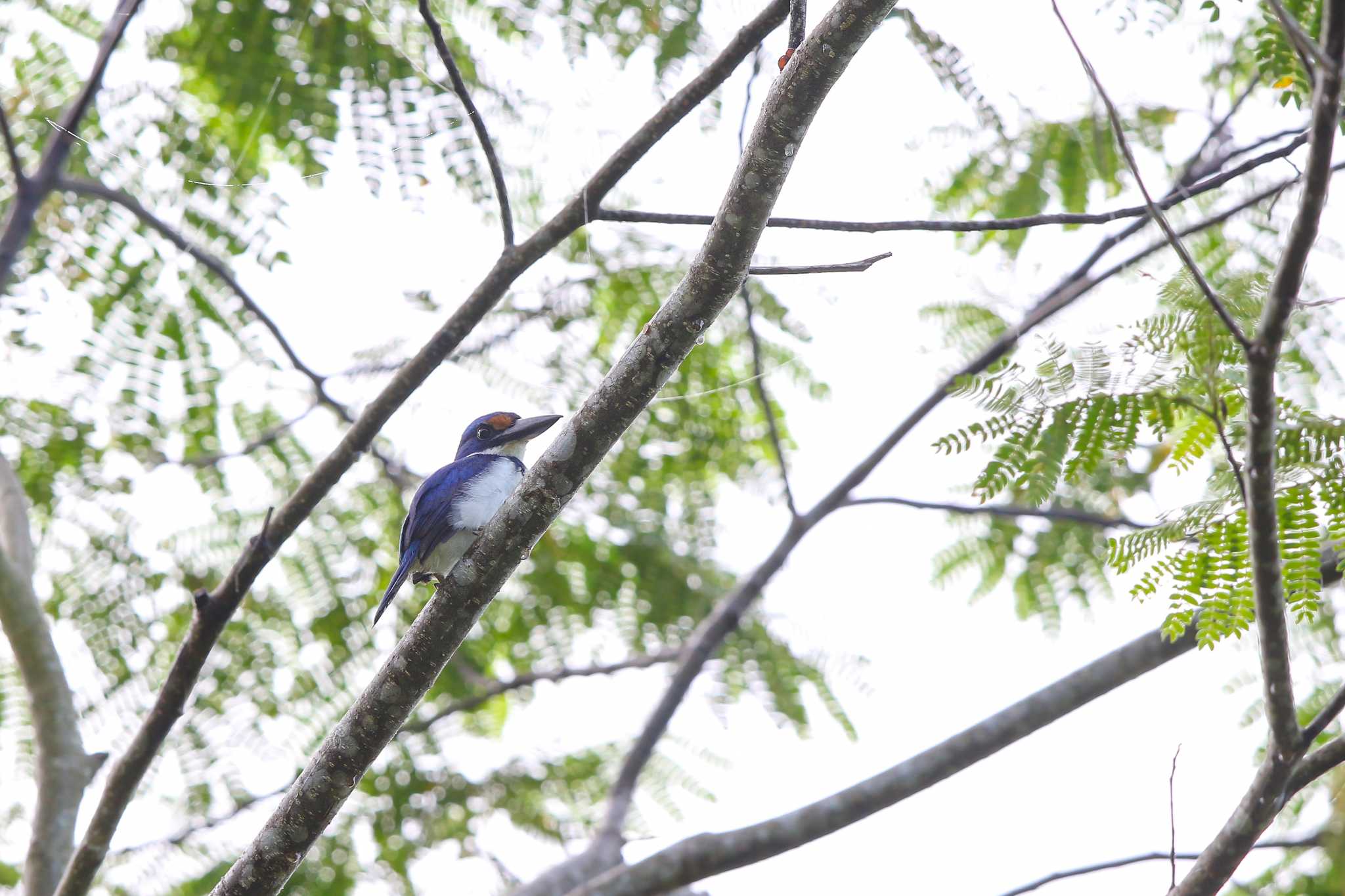 Winchell's Kingfisher