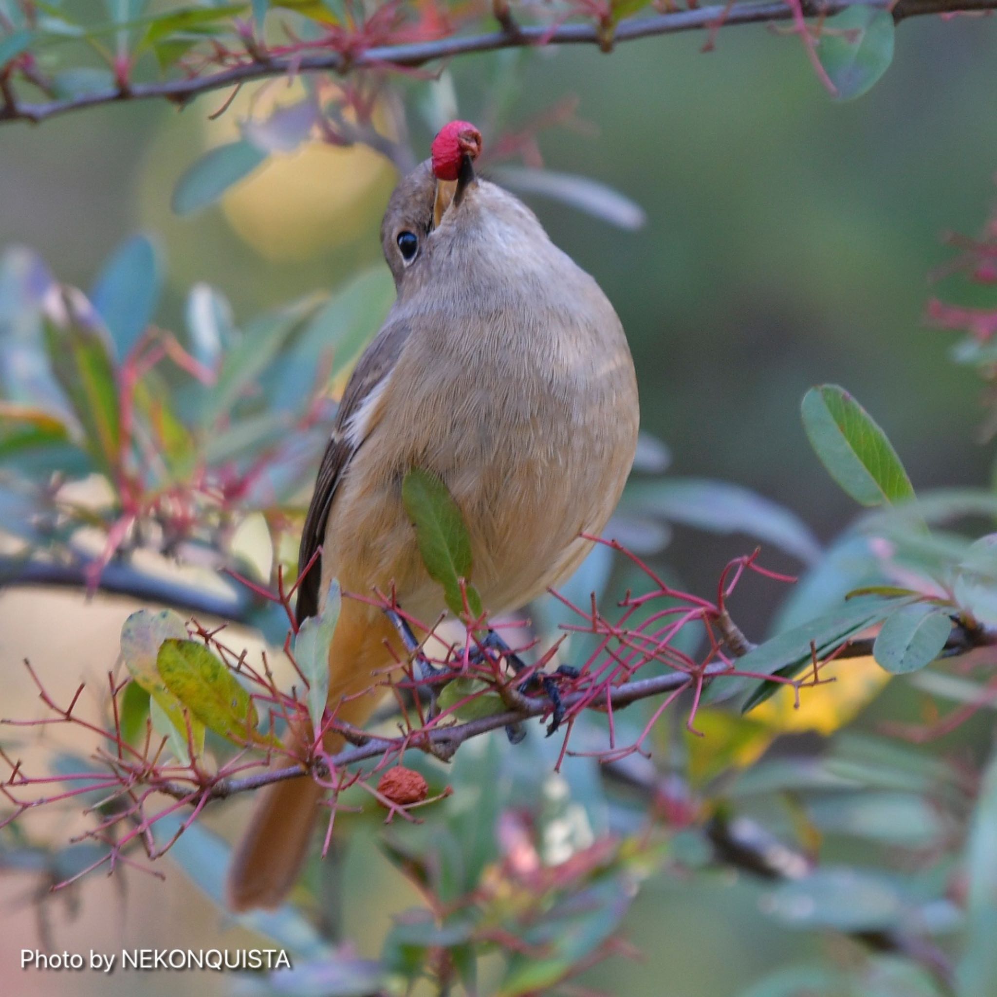 Photo of Daurian Redstart at 西宮市 by NEKONQUISTA