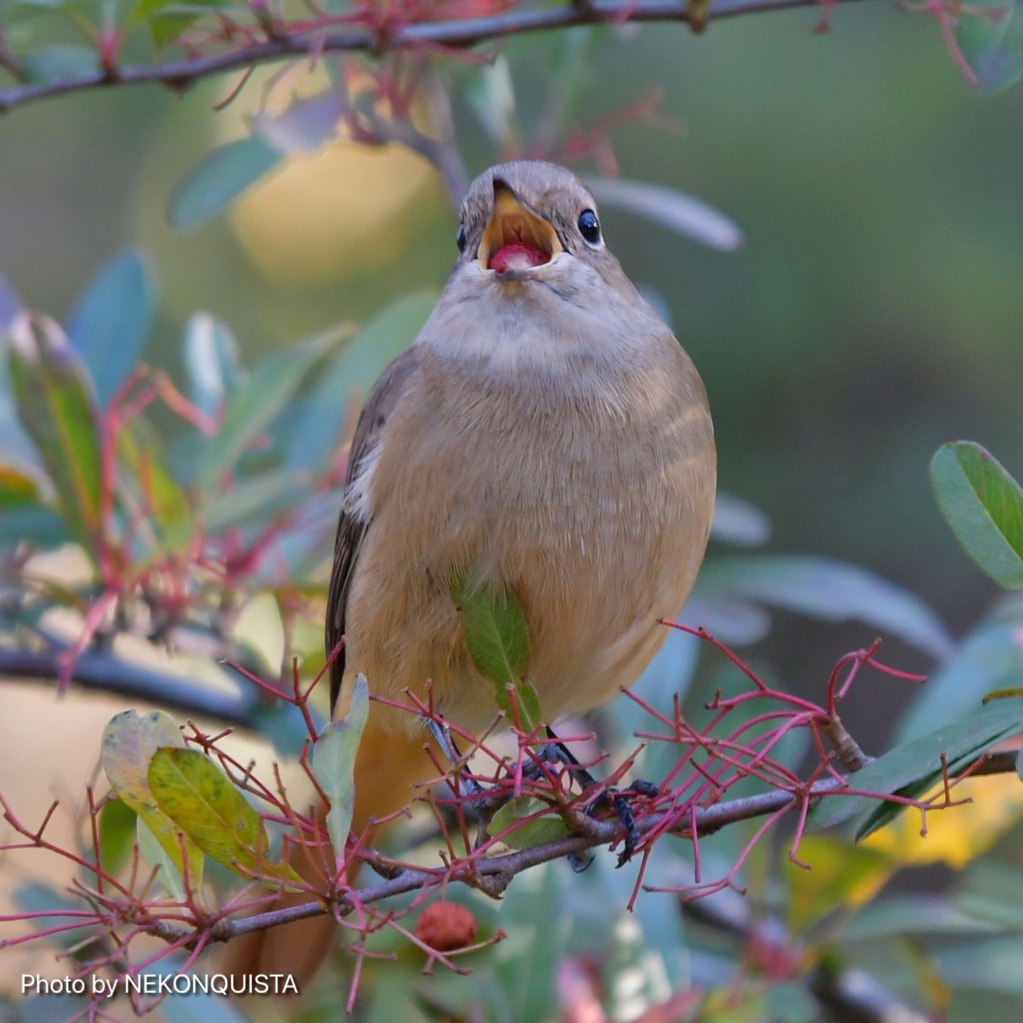 Photo of Daurian Redstart at 西宮市 by NEKONQUISTA