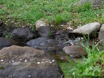 ツバメ 場所が不明 2018年4月4日(水)