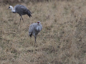 Sandhill Crane Izumi Crane Observation Center Sun, 1/22/2023