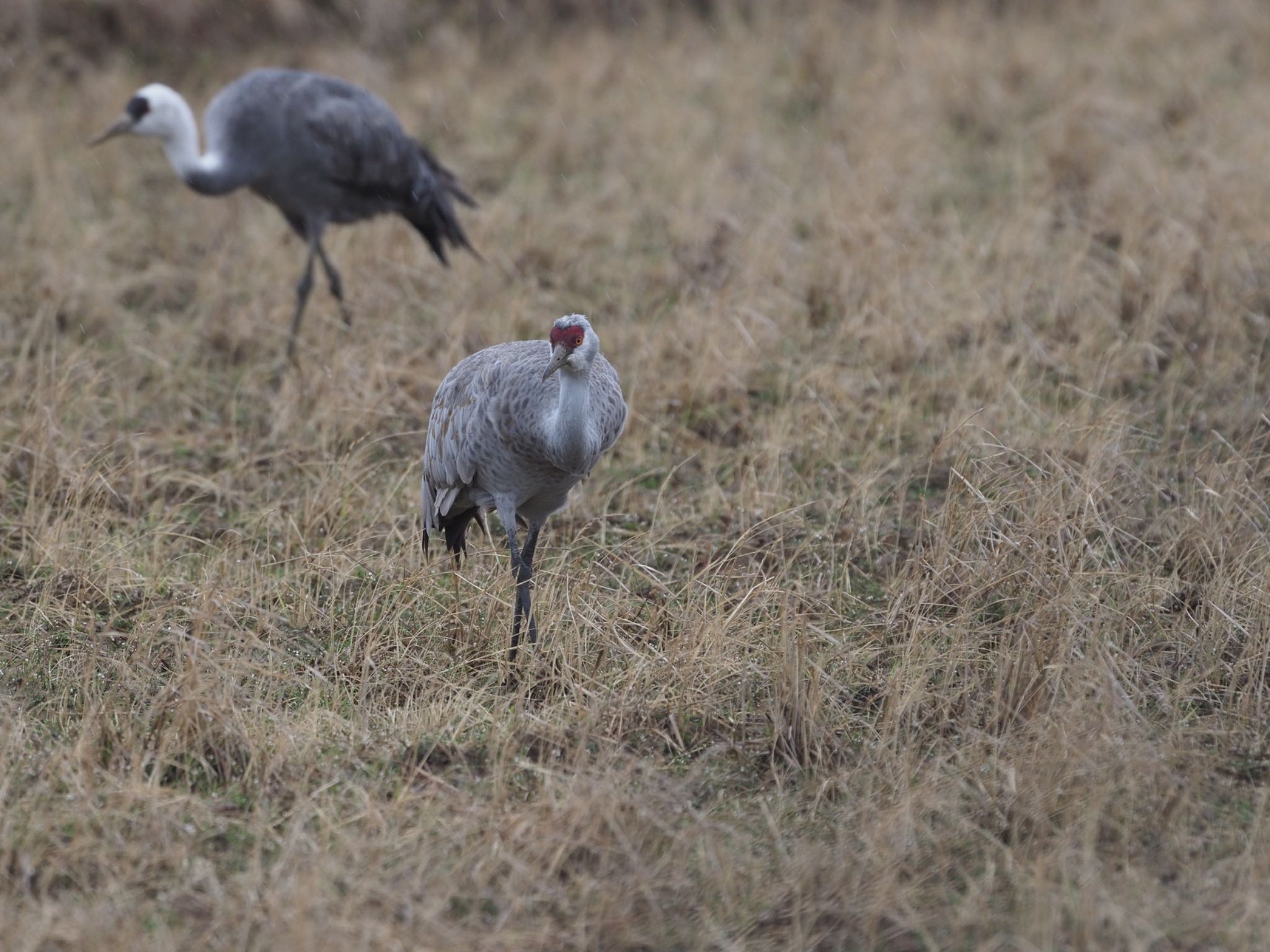 Photo of Sandhill Crane at Izumi Crane Observation Center by ふなきち