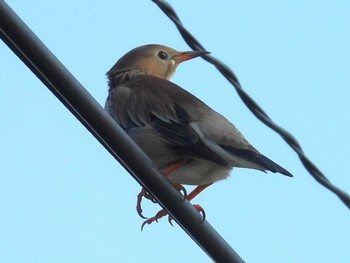 Red-billed Starling 金武町田いも畑(沖縄県) Wed, 12/7/2022