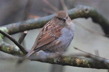 Japanese Accentor 六甲山 Sun, 1/15/2023