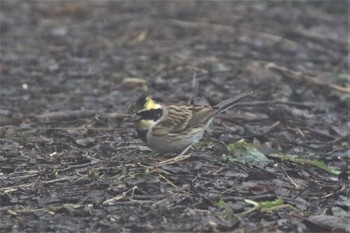 Yellow-throated Bunting 六甲山 Sun, 1/15/2023