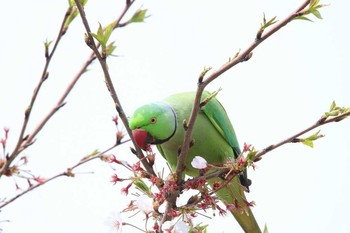 Indian Rose-necked Parakeet 東京都大田区 Tue, 4/3/2018