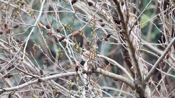 Yellow-throated Bunting Arima Fuji Park Sun, 1/22/2023