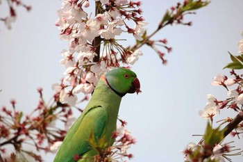 Indian Rose-necked Parakeet 東京都大田区 Tue, 4/3/2018