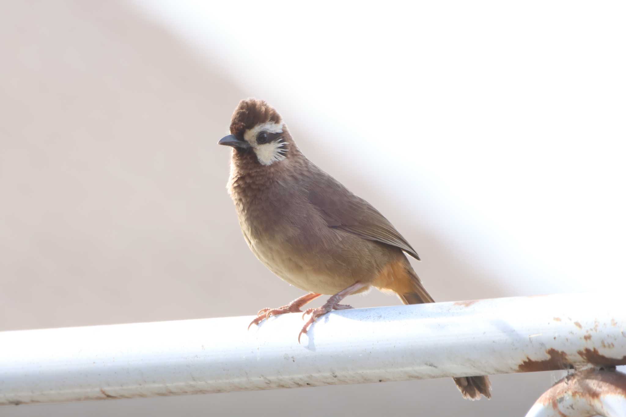 群馬県渋川市 カオジロガビチョウの写真 by kingfisher_hidaka