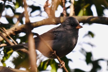 Grey Bunting 東京都立桜ヶ丘公園(聖蹟桜ヶ丘) Sun, 1/22/2023