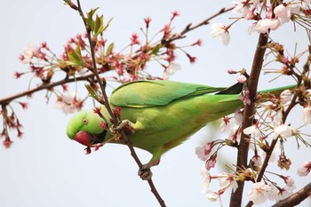 Indian Rose-necked Parakeet 東京都大田区 Tue, 4/3/2018