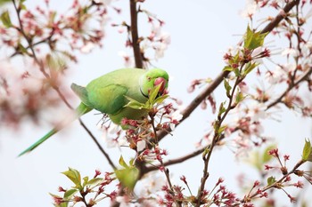 Indian Rose-necked Parakeet 東京都大田区 Tue, 4/3/2018