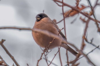 Eurasian Bullfinch(rosacea) Miyagi Kenminnomori Sun, 1/22/2023