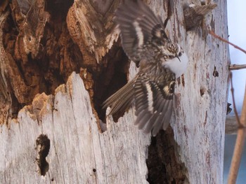 2023年1月22日(日) 宮城沢林道(札幌市西区)の野鳥観察記録