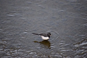 Japanese Wagtail 奈良 郡山 Wed, 2/14/2018