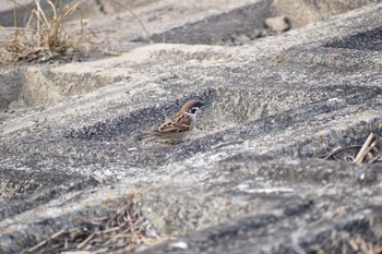 Eurasian Tree Sparrow 奈良 郡山 Wed, 2/14/2018