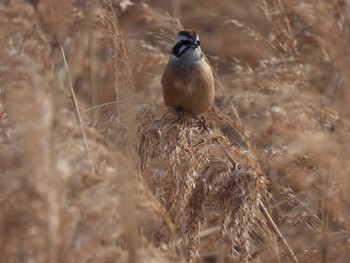 ホオジロ 行徳野鳥保護区 2023年1月22日(日)