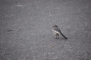 White Wagtail 奈良 奈良 Wed, 2/14/2018