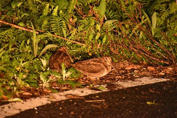 Amami Woodcock Amami Forest Police Tue, 3/20/2018