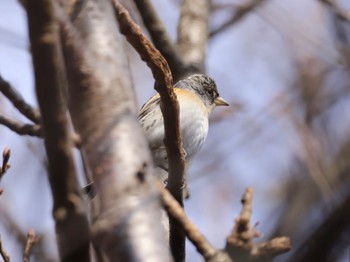 Brambling 小城公園 Sat, 1/21/2023