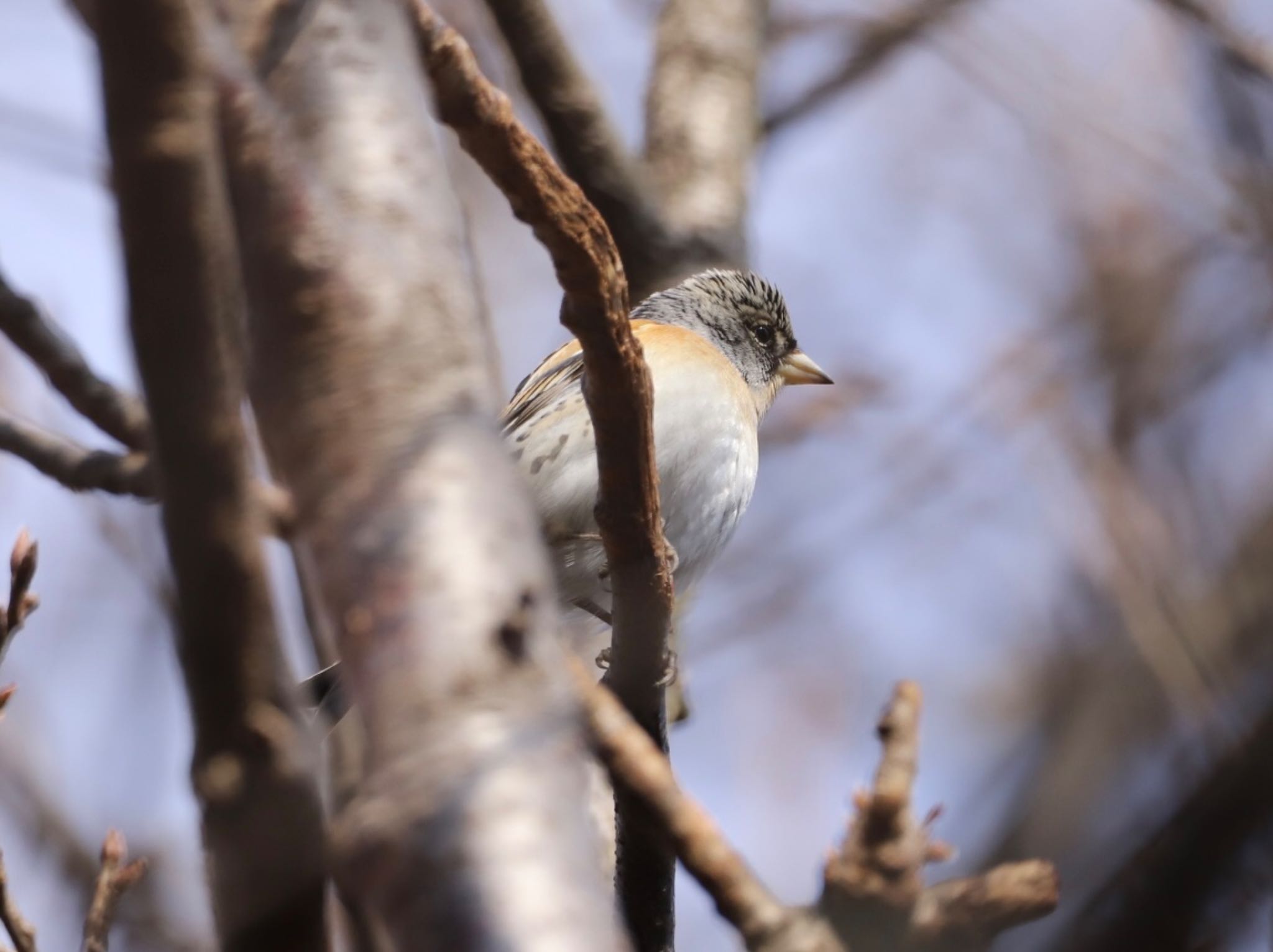 Photo of Brambling at 小城公園 by ゆういち