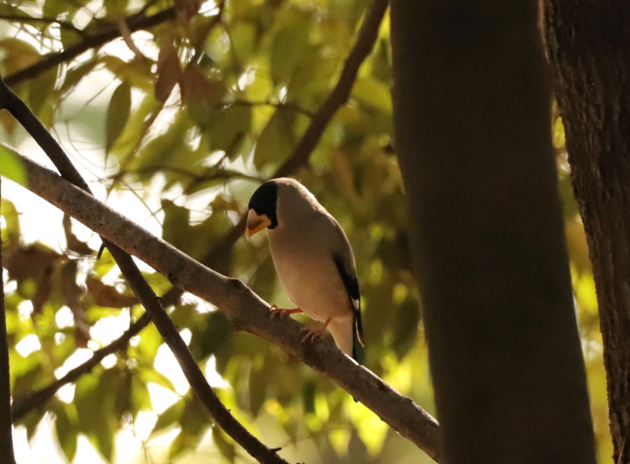 Photo of Japanese Grosbeak at 小城公園 by ゆういち