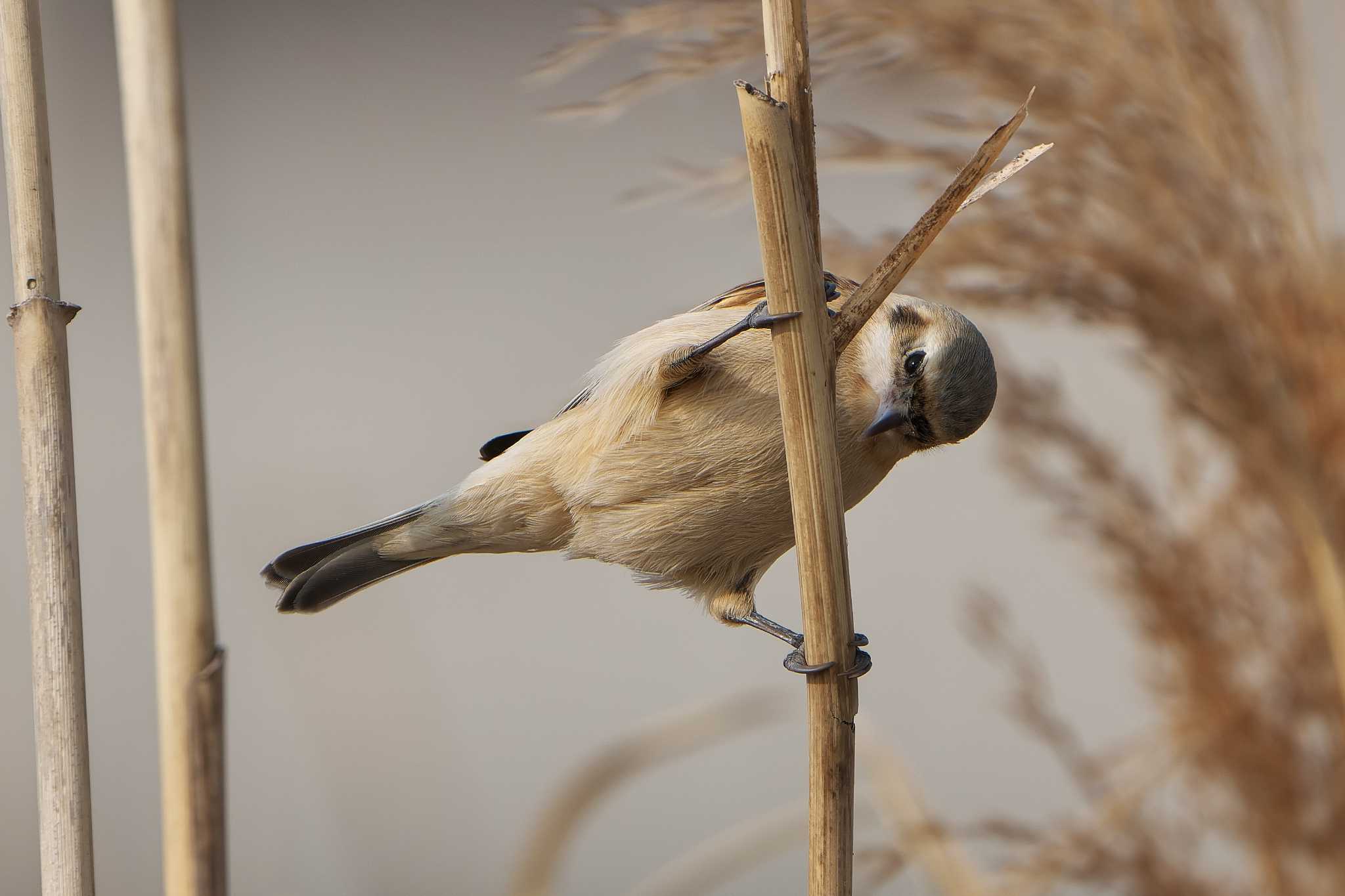 Chinese Penduline Tit