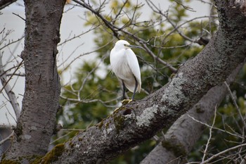 コサギ 岐阜 2018年2月21日(水)