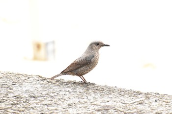 Blue Rock Thrush 奄美大島 空港 Wed, 3/21/2018