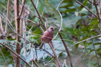 2023年1月22日(日) 早戸川林道の野鳥観察記録