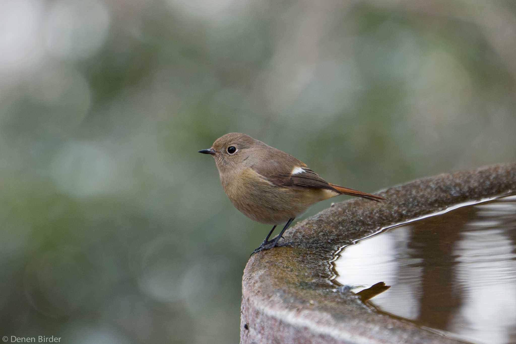 権現山(弘法山公園) ジョウビタキの写真 by 田園Birder