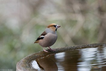 シメ 権現山(弘法山公園) 2023年1月22日(日)