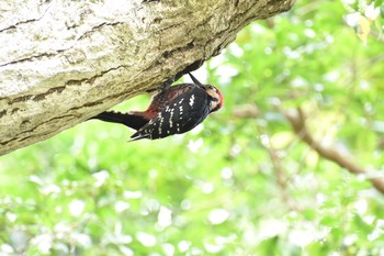 White-backed Woodpecker 奈良 自然観察の森 Sun, 3/18/2018