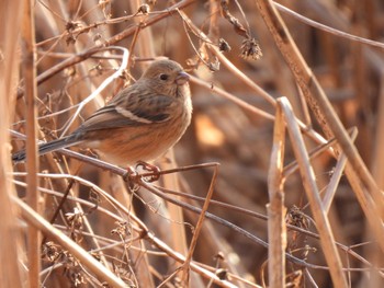 2023年1月22日(日) 昭和記念公園の野鳥観察記録