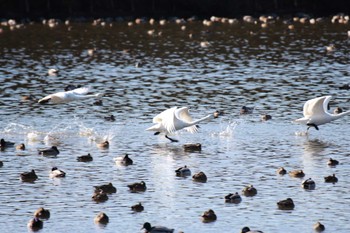 Tundra Swan 千葉県 Sat, 1/21/2023