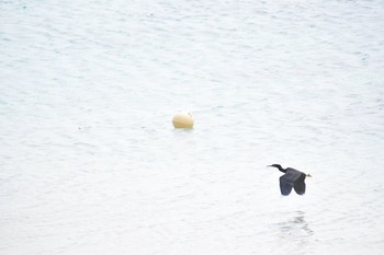 Pacific Reef Heron 奄美大島 空港 Sat, 3/17/2018