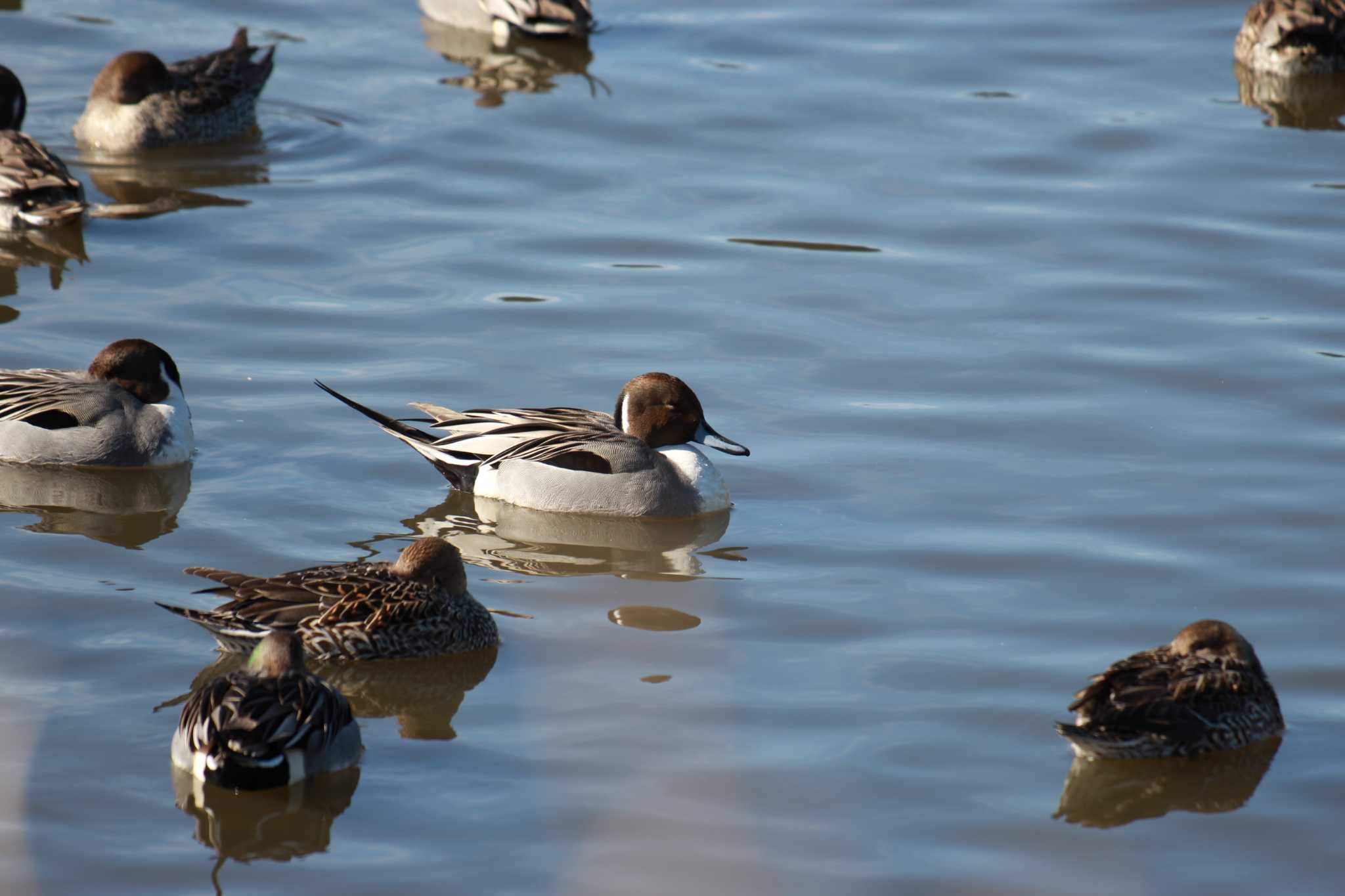 Photo of Northern Pintail at 千葉県 by ちえぞう