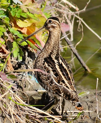 タシギ 行徳野鳥保護区 2023年1月8日(日)