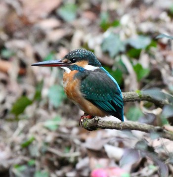 カワセミ 大野動植物園 2023年1月18日(水)